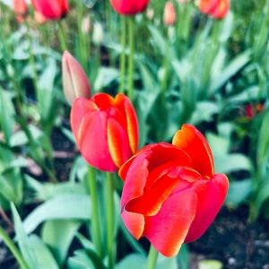 Meet your Posher, Lorin